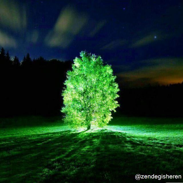 سبحان تقی نژاد