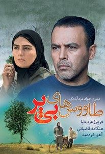 طاووس های بی پر