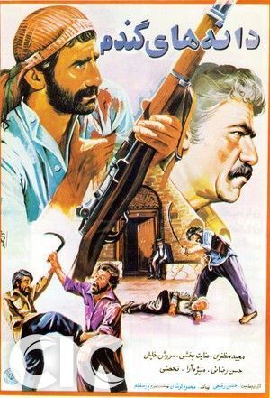 دانه های گندم