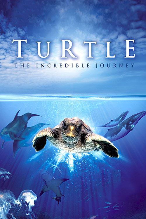 سفر شگفت انگیز لاک پشت